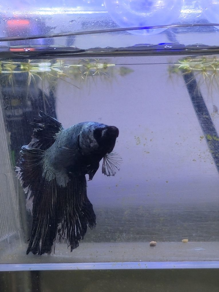 Betta macho meia lua