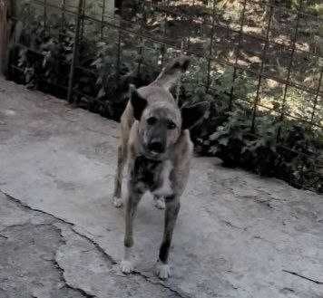 Бесплатно отдам собаку в хорошие руки