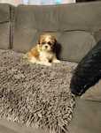 Śliczna  suczka rasy Shih tzu