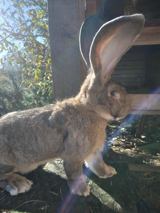 Olbrzym belgijski samce