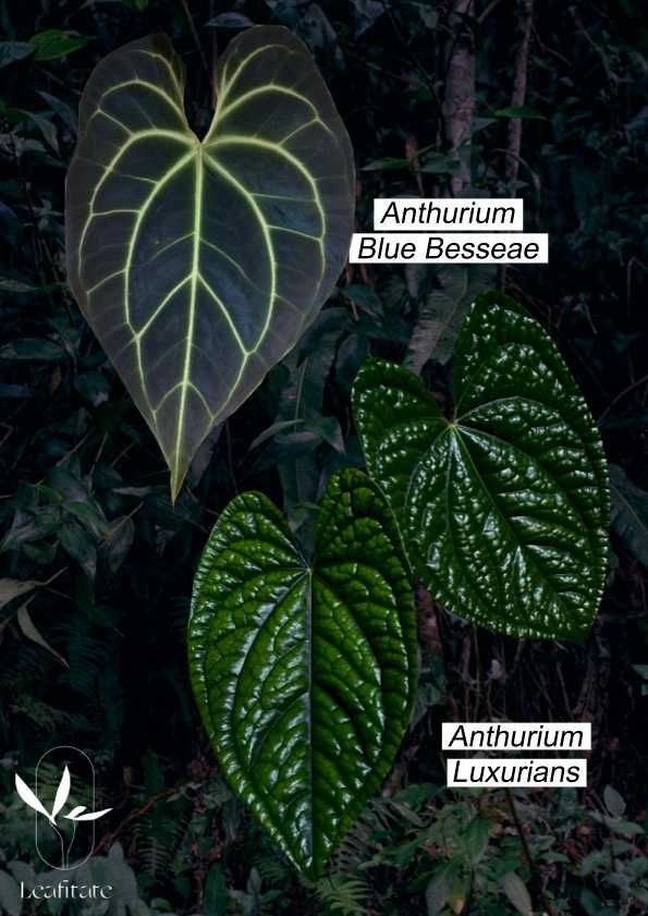 Vendo  Anthurium Papi xone x Red spider