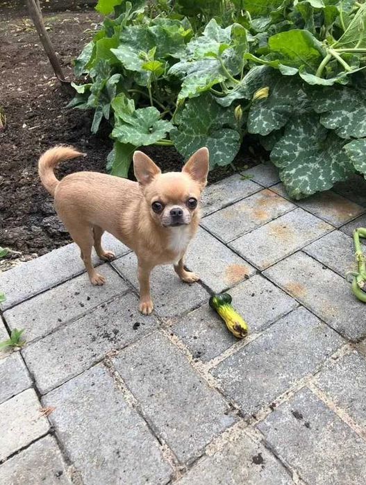 Віддам собаку в добрі руки