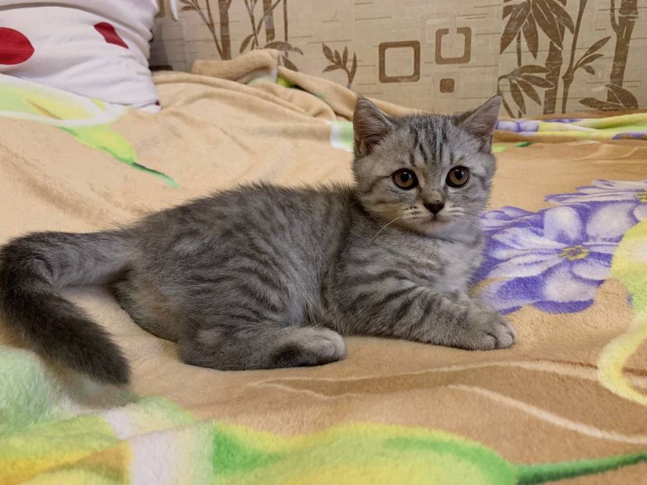 Шотландские котята