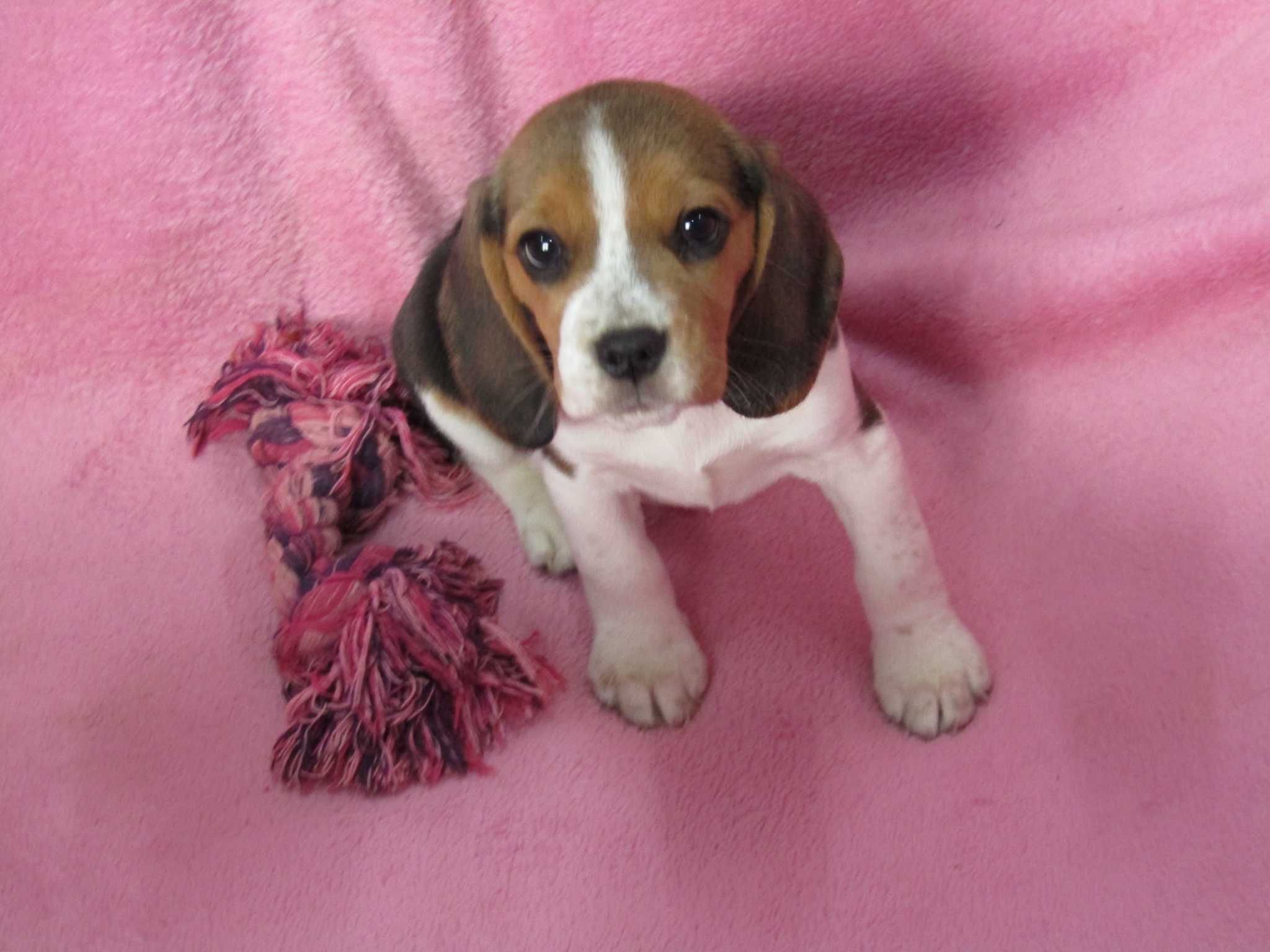 Fêmea Beagle Tricolor com LOP/Pedigree/Afixo