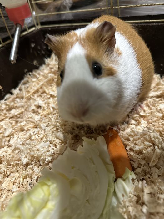 Морська свинка дівчинка