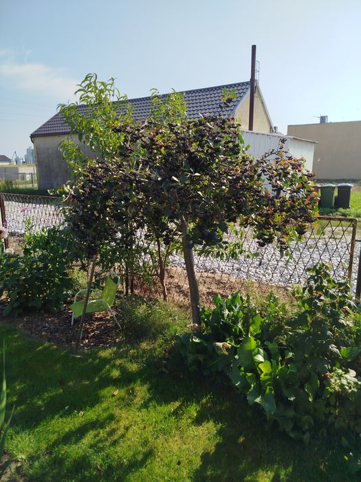 Aronia do zrywania