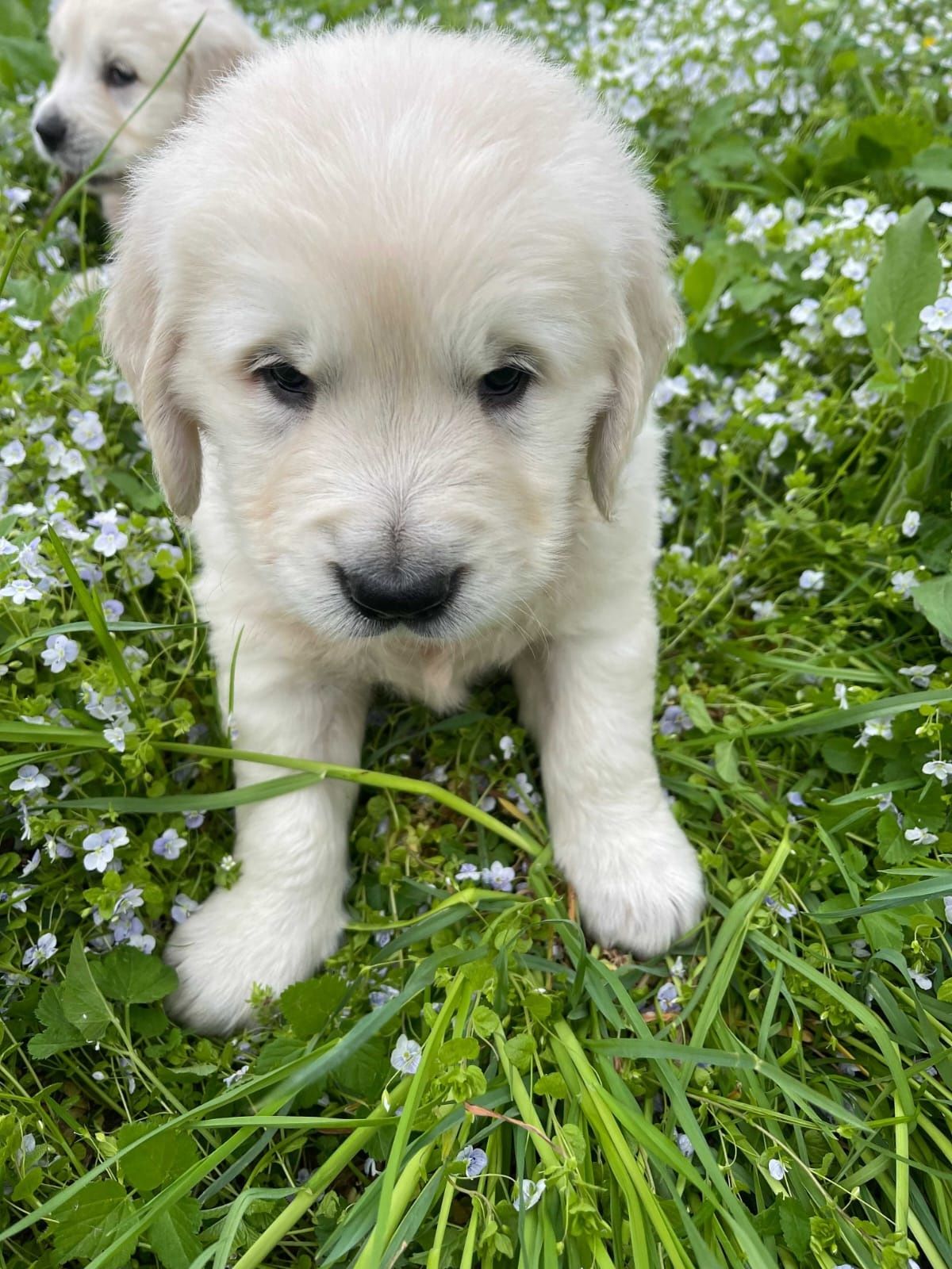 Golden Retriever suczka szczeniak rezerwacja pieski