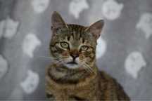 Kocur do adopcji