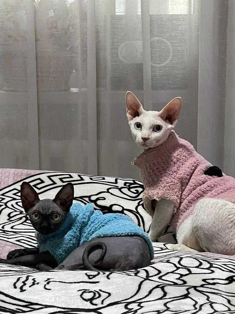 Одежда для кошек, котов, котят и собак. Вязаная одежда для сфинксов
