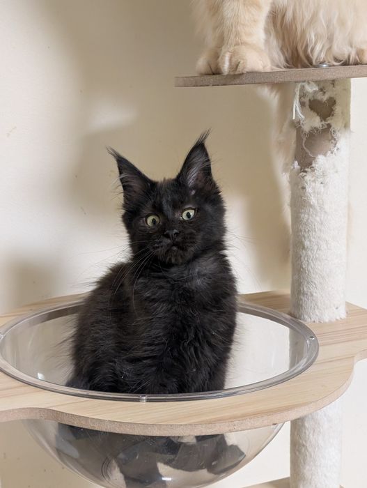 Viktor czarny kocurek Maine Coon Zapraszamy