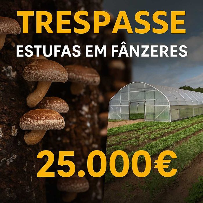 Trespasse Estufas agrícolas em Fânzeres–negócio pronto e rentável