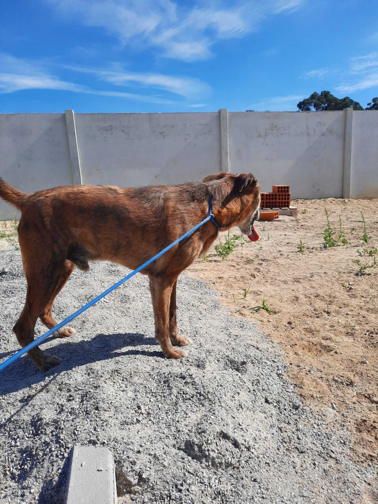 Cão Porte Pequeno-Médio (15kg) Para Adoção (Guaraná)