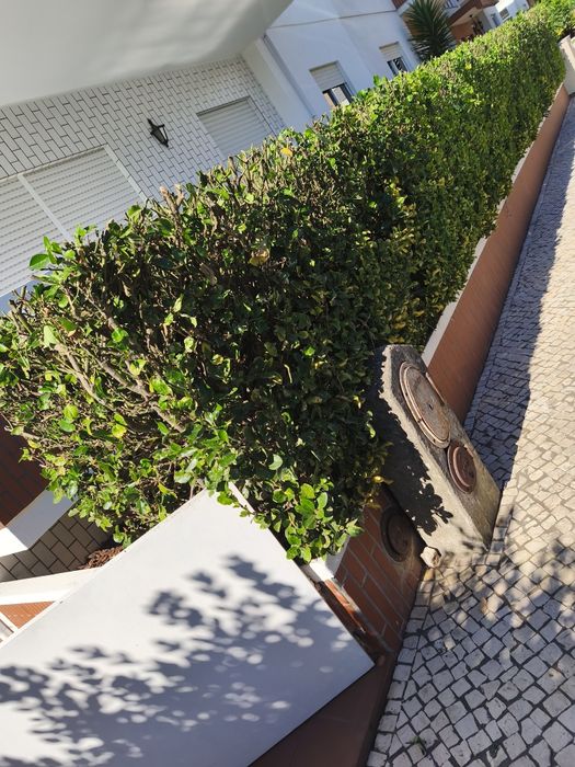 Serviços jardinagem