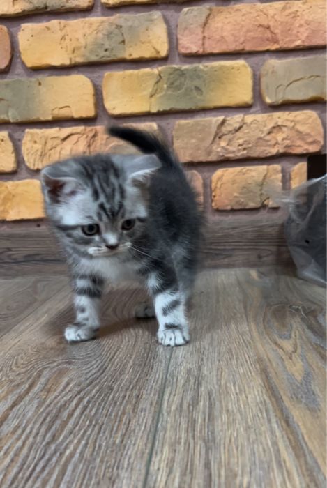 Шотландські мармурові кошенята