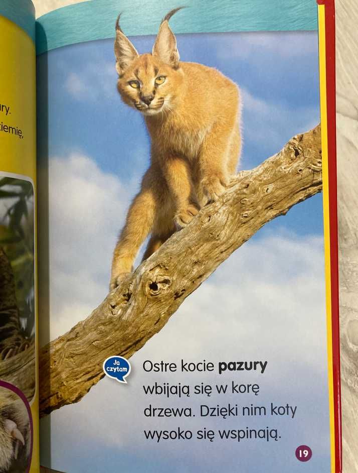 Koty. Nowa Książka. National Geographic.