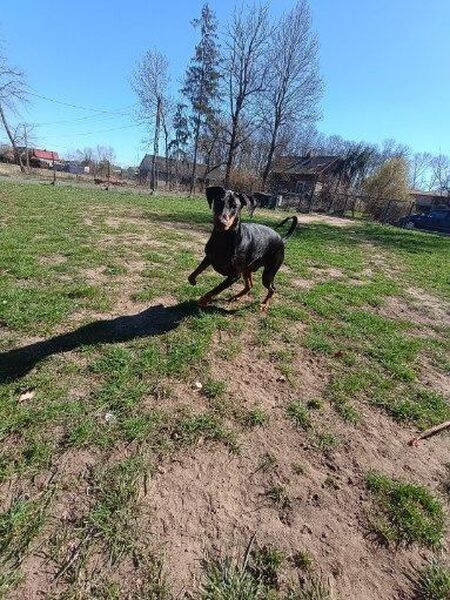 Czarny pies w typie dobermana poleca się do adopcji