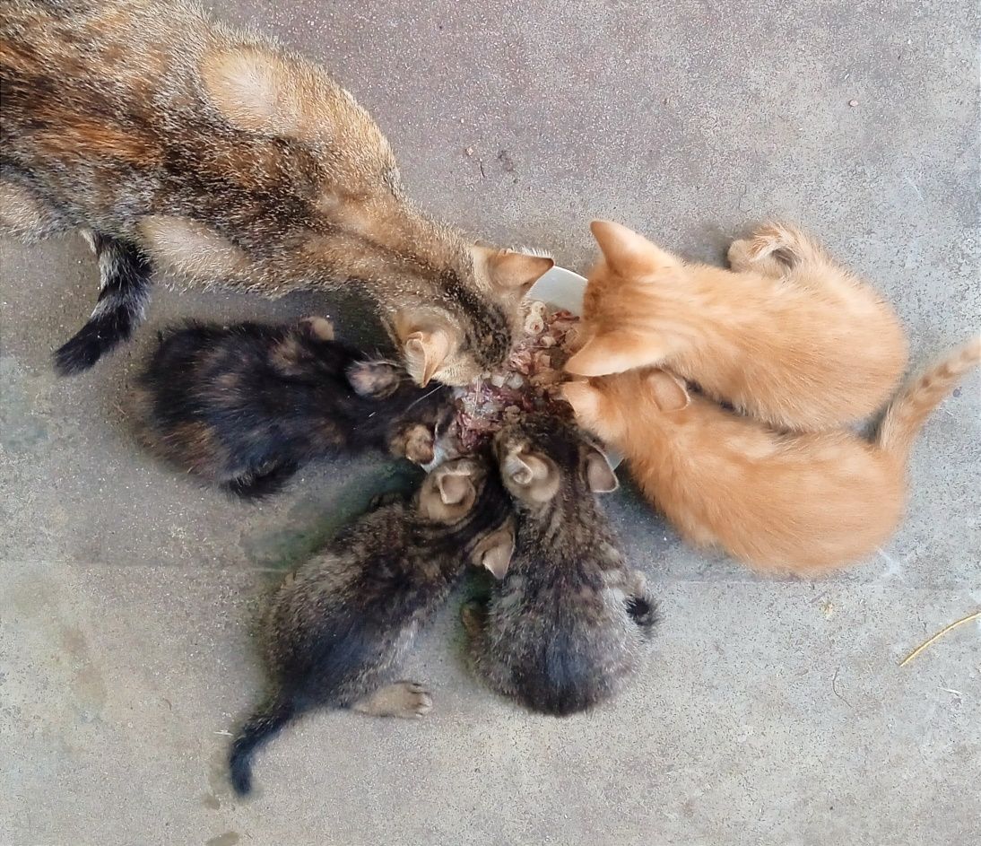 Отдам замечательных котят