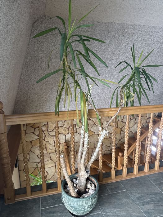 Jucca juka gwaremalska 2 m 200 cm kwiat roslina do domu palma
