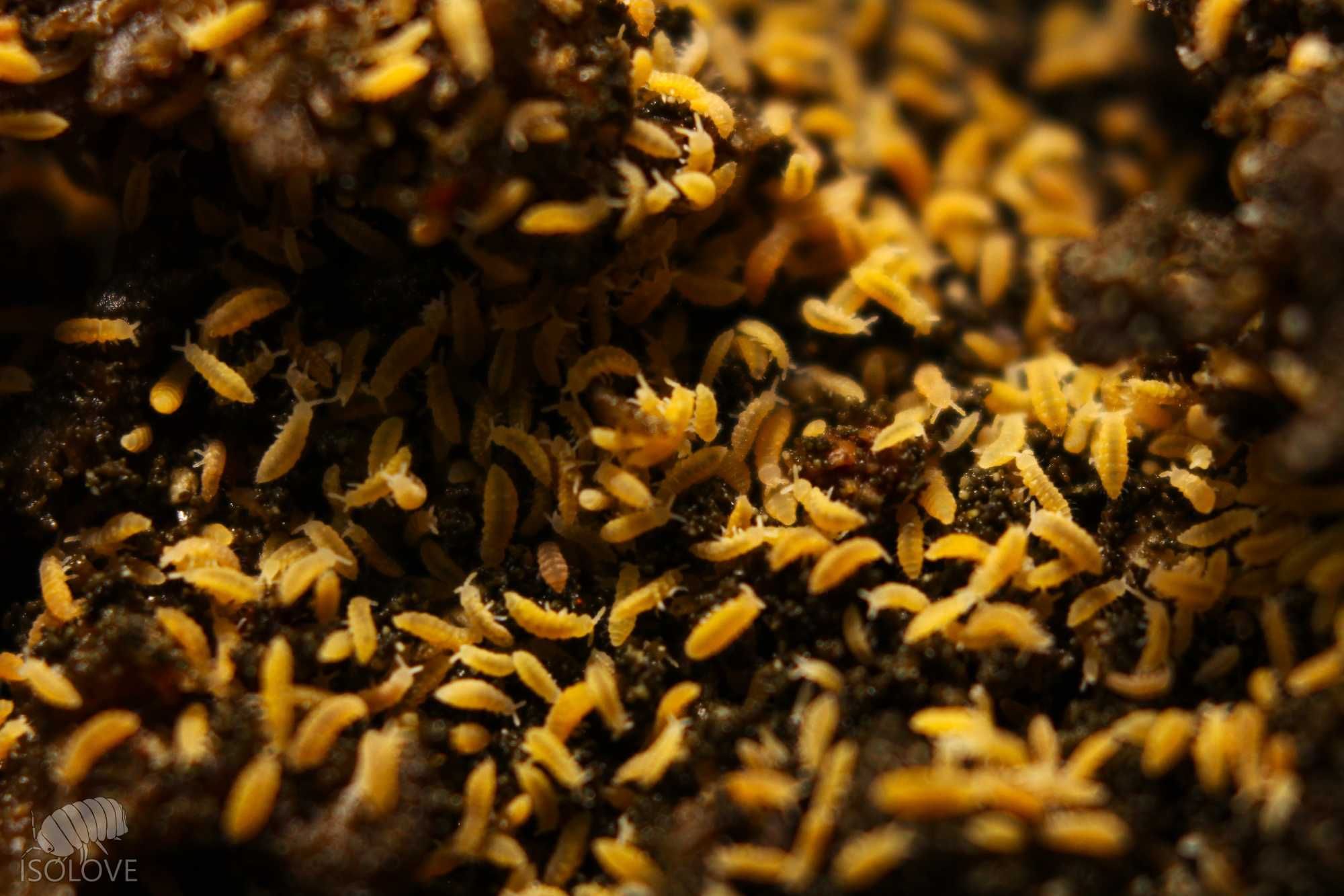 Ceratophysella isabellae "yellow albino", żółte skoczogonki