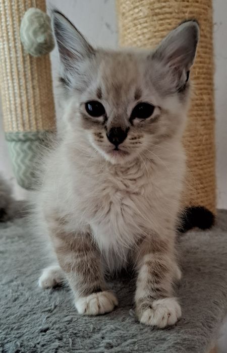 Kocurek rasy Ragdoll