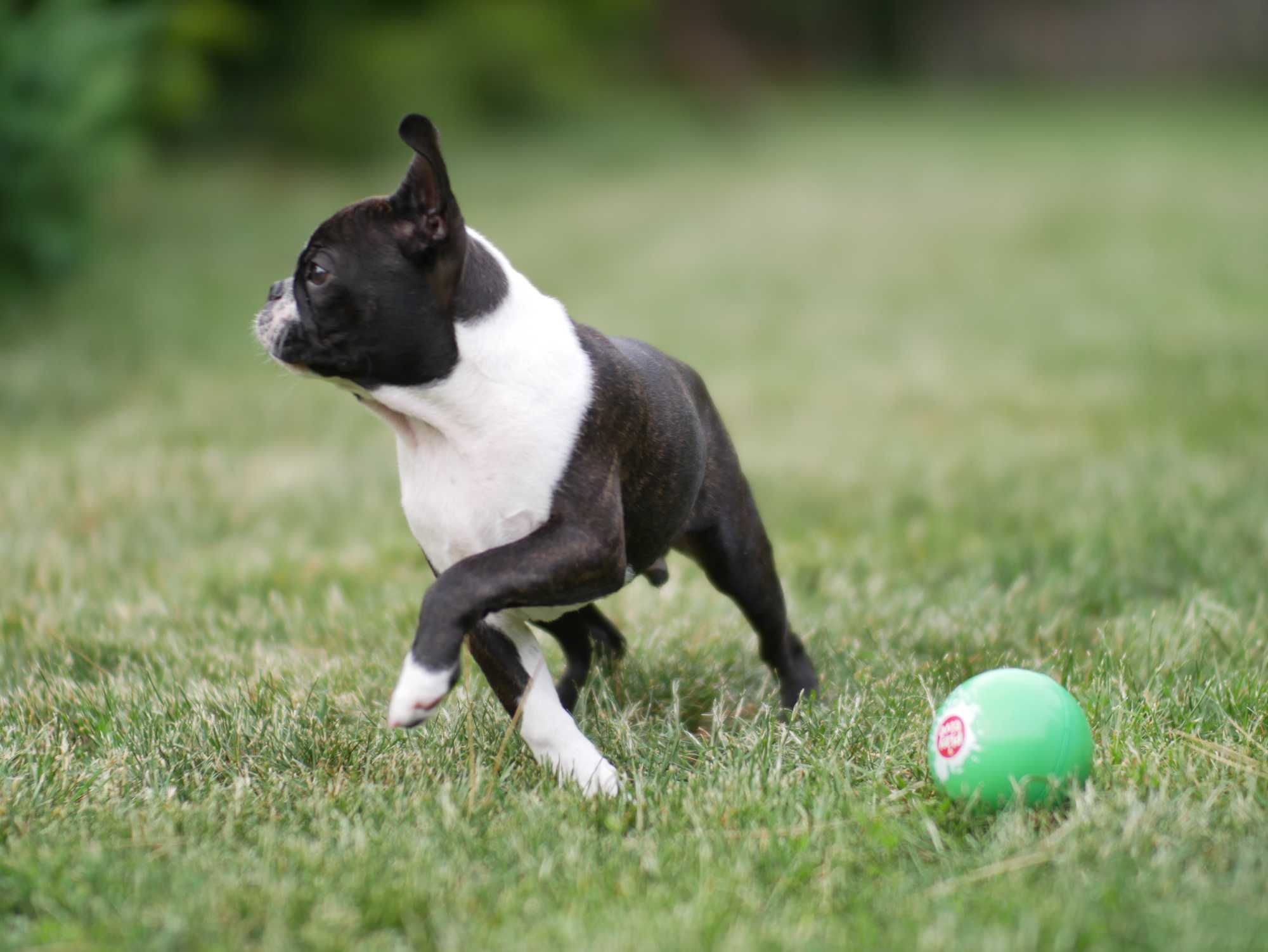 Boston terrier - czteromiesięczny chłopiec sportowiec
