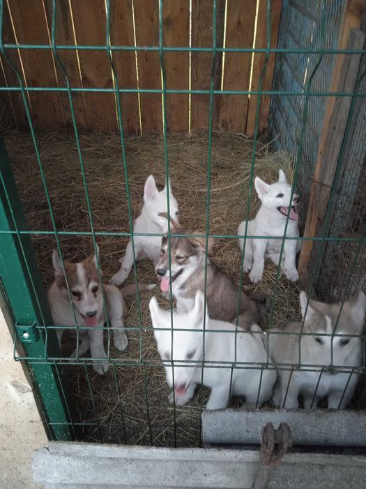 Продам щенят Западно Сибірської лайки.