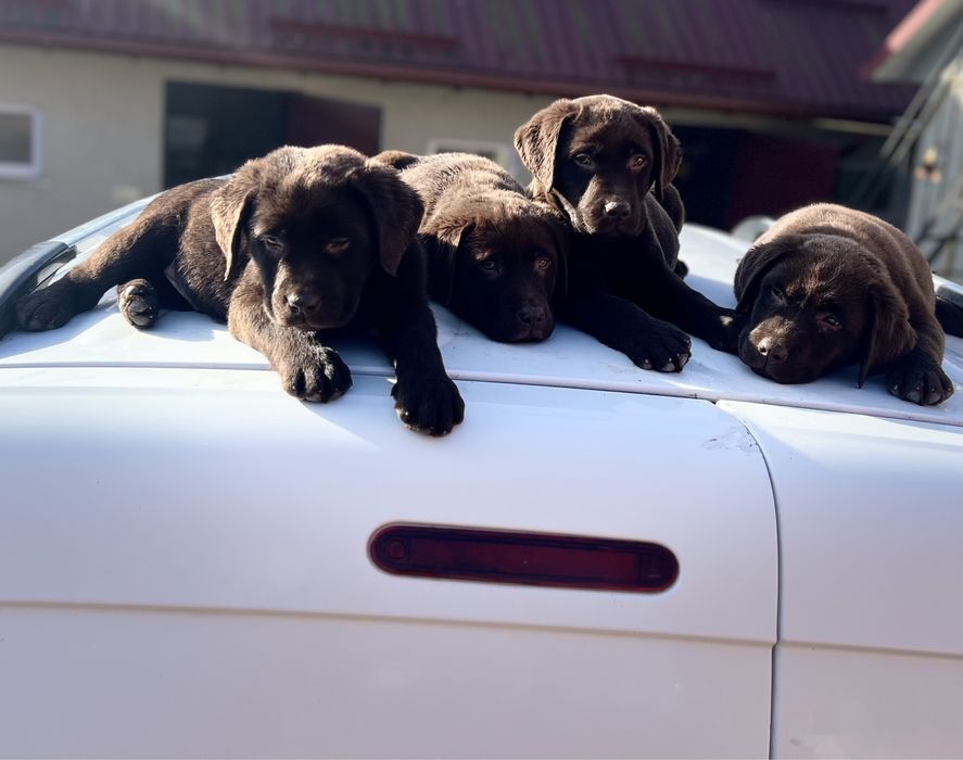 Шоколадний лабрадор