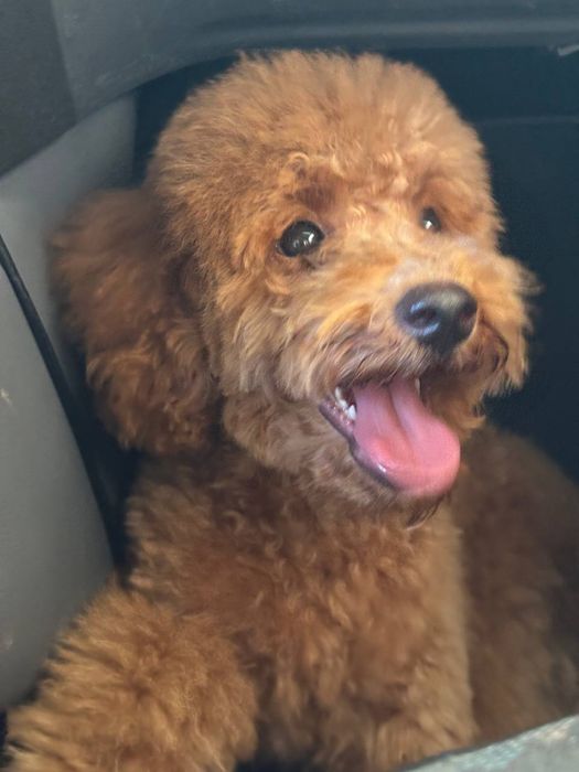 Дівчинка той- пудель