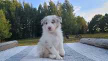 Border Collie piękna suczka lila merle ZKwP FCI