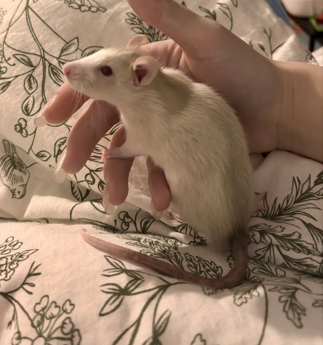 Na oddanie dwa młode szczurki domowe