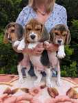 Beagle szczenięta rodowodowe - hodowla spod Zielonych Sosen