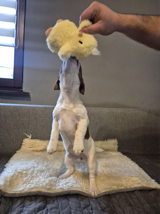 Jack Russell Terrier suczka REZERWACJA!!!