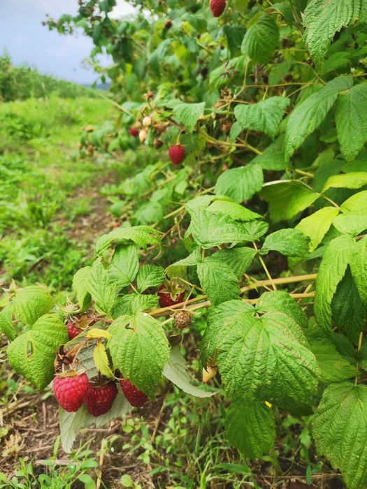 Sadzonki malin-jesiennej/letniej