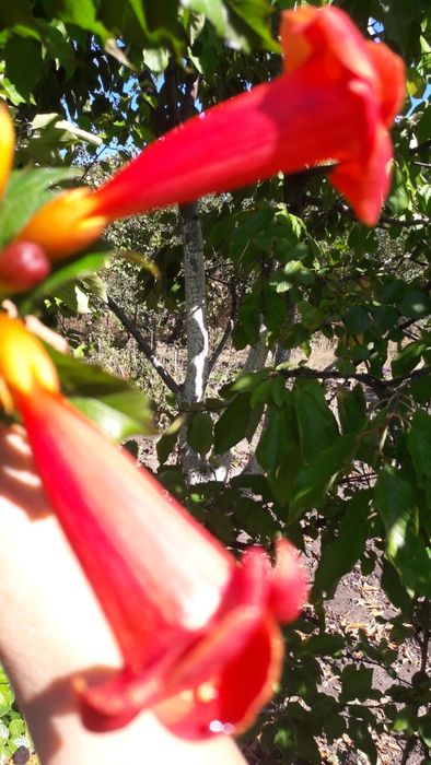 цветы.Кампсис. Лиана. Розовая.только из рук в руки.пересылки нет.