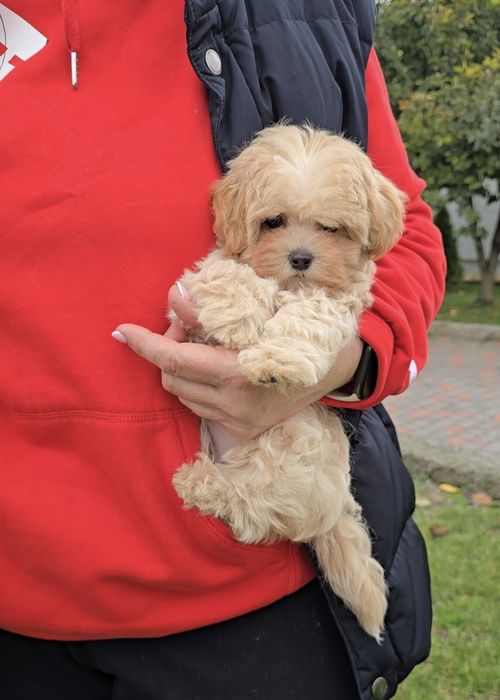 Плюшеві ведмедики. Мальтіпу Ф1.