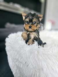 Chłopczyk Yorkshire Terrier Miniaturka