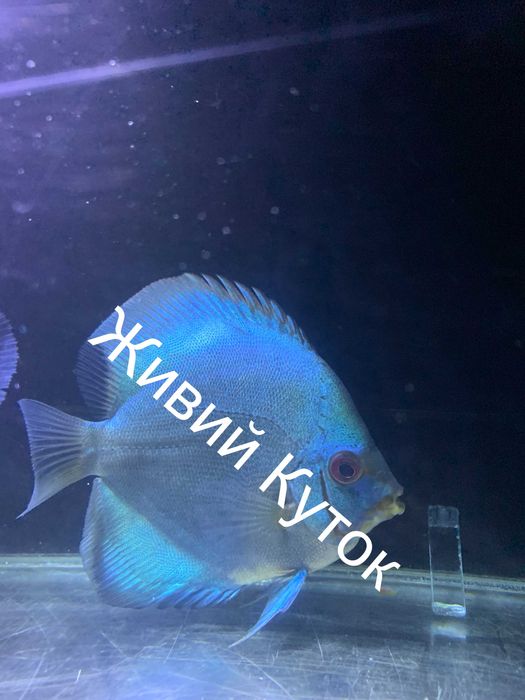 Продаж дискусів власного розведення