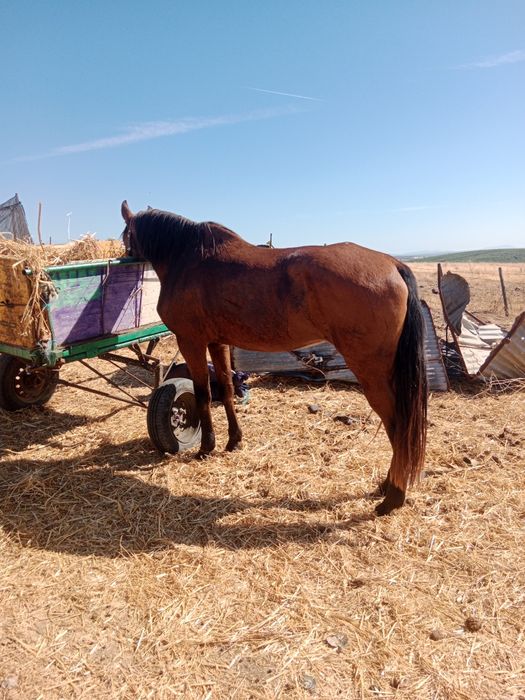 Vendo eu troco é igual muito bem montada