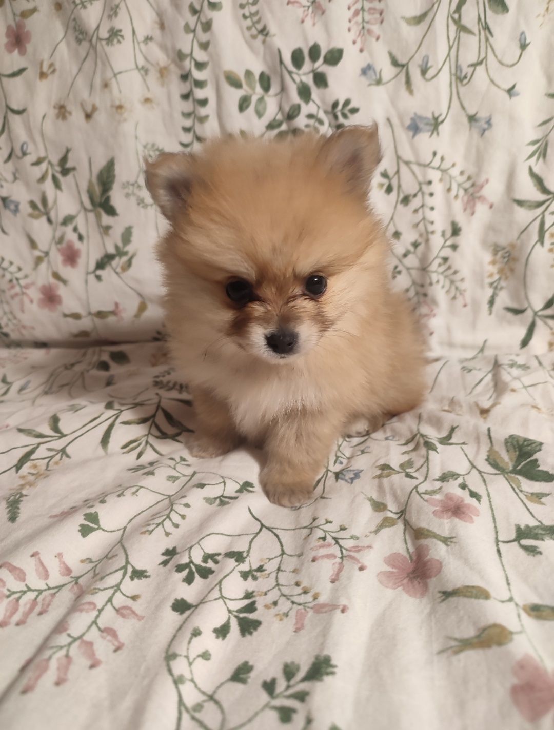 Pomeranian Szpic Miniaturowy