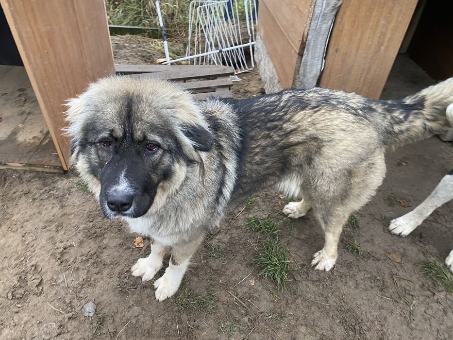 Owczarek środkowoazjatycki suka alabai cao