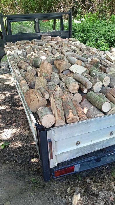 Drzewo buk dąb grab