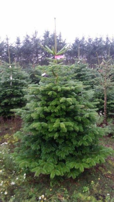 Jodła Kaukaska Abies Nordmann z Danii Green Product Dania