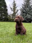 Labrador retriever czekoladowy szczeniak