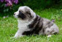 Border collie ZKWP FCI piesek seal merle