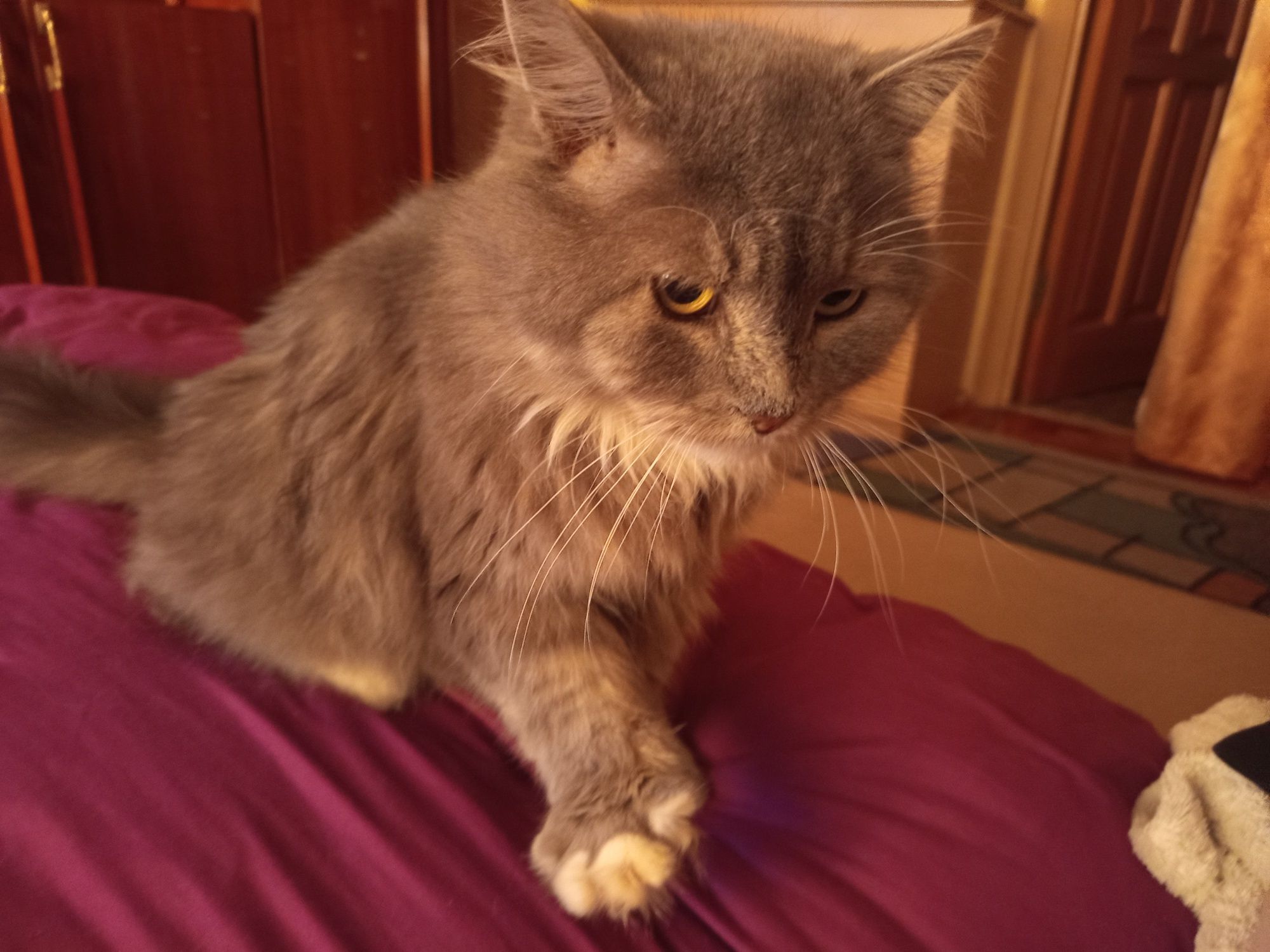 Отдам кота (3 года)/Віддам кота (3 років)
