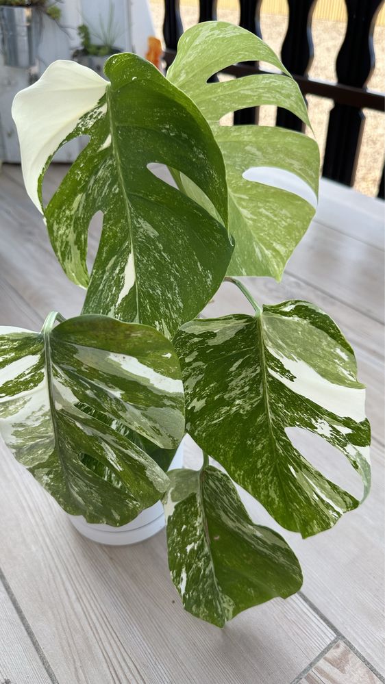 Monstera Variegata duża cała roślina