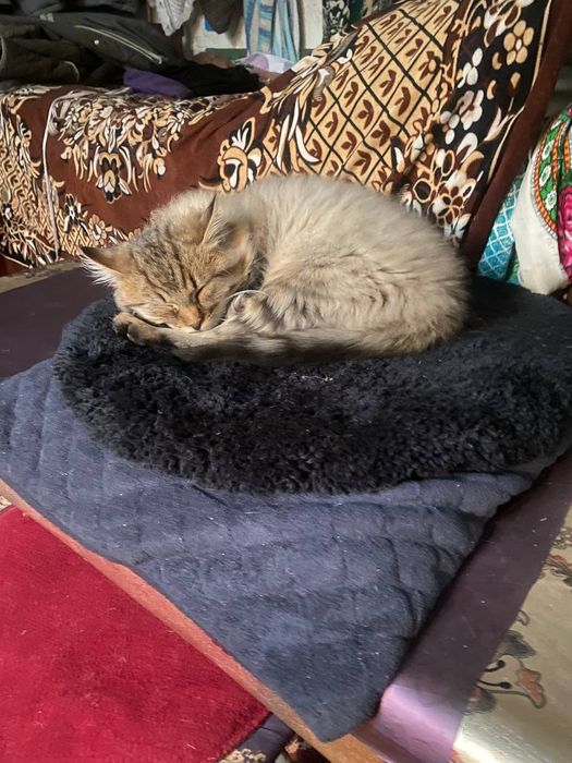 Гарненький пухнастий домашній котик