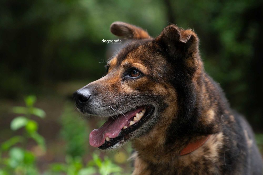 Ares czeka na dom...