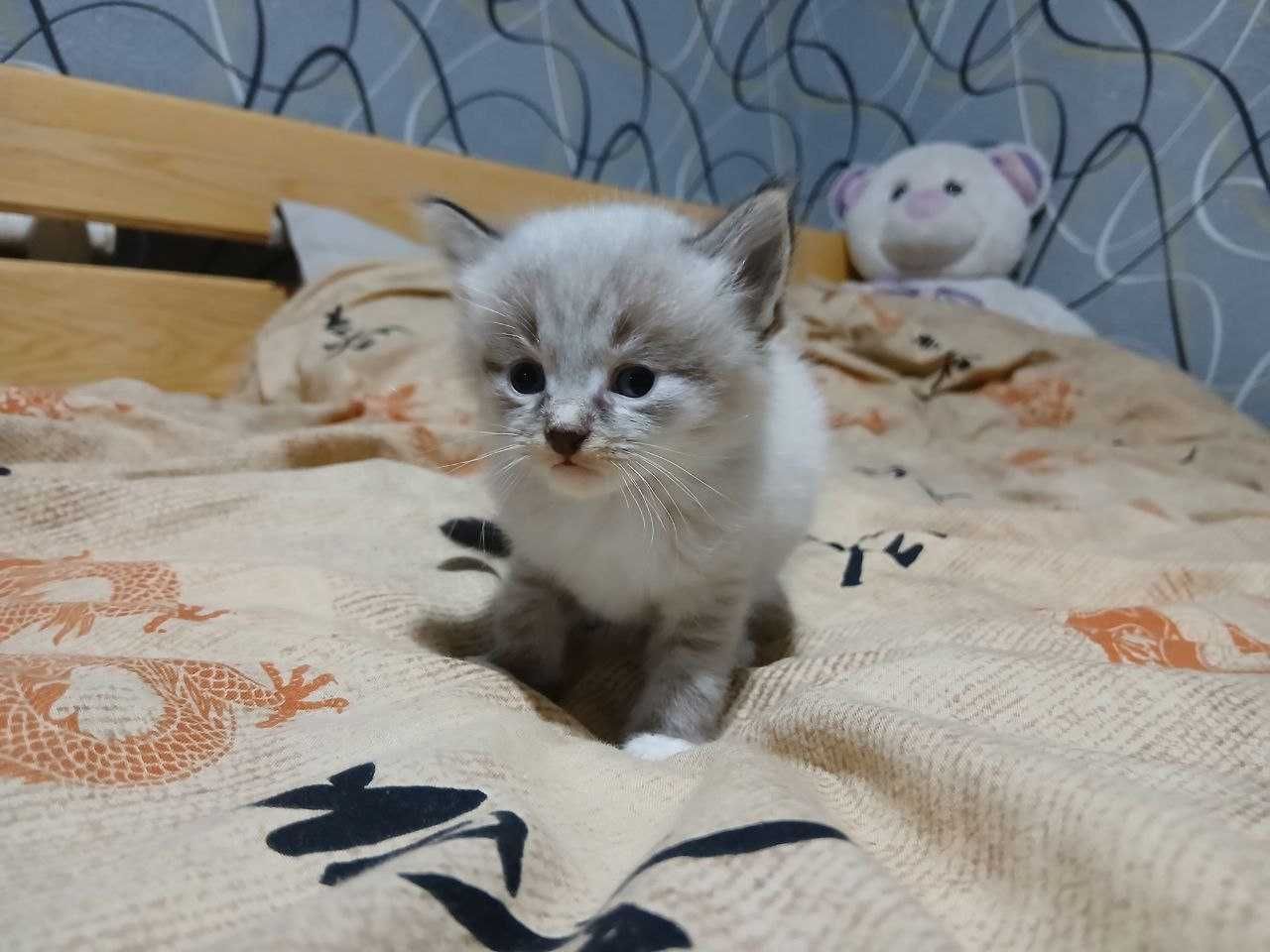 Кошенята шукають свої родини