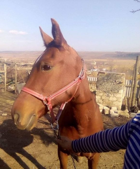 Недоуздок на корову, коня, шкіряний,регульований,міцний. Ручна робота
